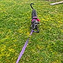 Akina a rejoint le concours — aidez-le/la à gagner de superbes lots ! dog, grey_dog, leash, purple_leash, harness, pink_harness, grass, backyard, van, vehicle, tugging, chewing, pet, outdoor, moss, lawn, standing, tail, playful, walking