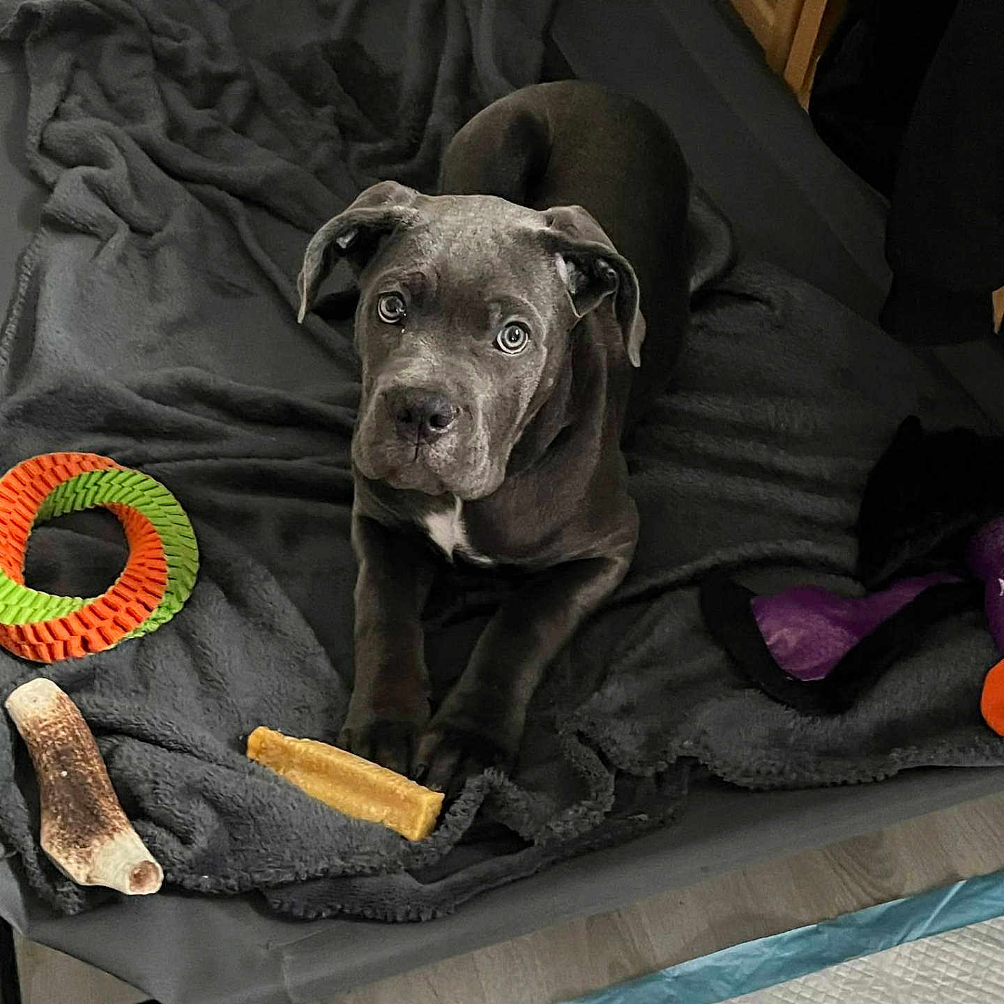 Akina participe au concours pour gagner de l'argent avec cette photo : bed, blanket, bone, chew_toy, dog, eyes, floor, gaze, gray_coat, indoor, looking_up, muzzle, paws, pet_pad, play_area, puppy, radiator, relaxed, rubber_ring, wooden_stool