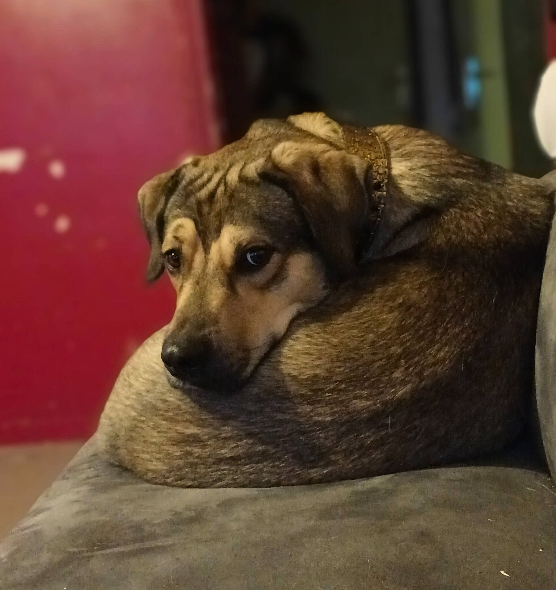 Kenaï a rejoint le concours — aidez-le/la à gagner de superbes lots ! bored, canidae, carnivore, companion_dog, dog, dog_breed, fawn, fur, snout, sporting_group, terrestrial_animal, whiskers, wood, working_animal, wrinkle