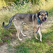 Kenaï a rejoint le concours — aidez-le/la à gagner de superbes lots ! dog, canine, pet, animal, outdoor, grass, leash, collar, nature, field, sunlight, tongue_out, standing, fur, muzzle, tail, ears, walking, summer, greenery