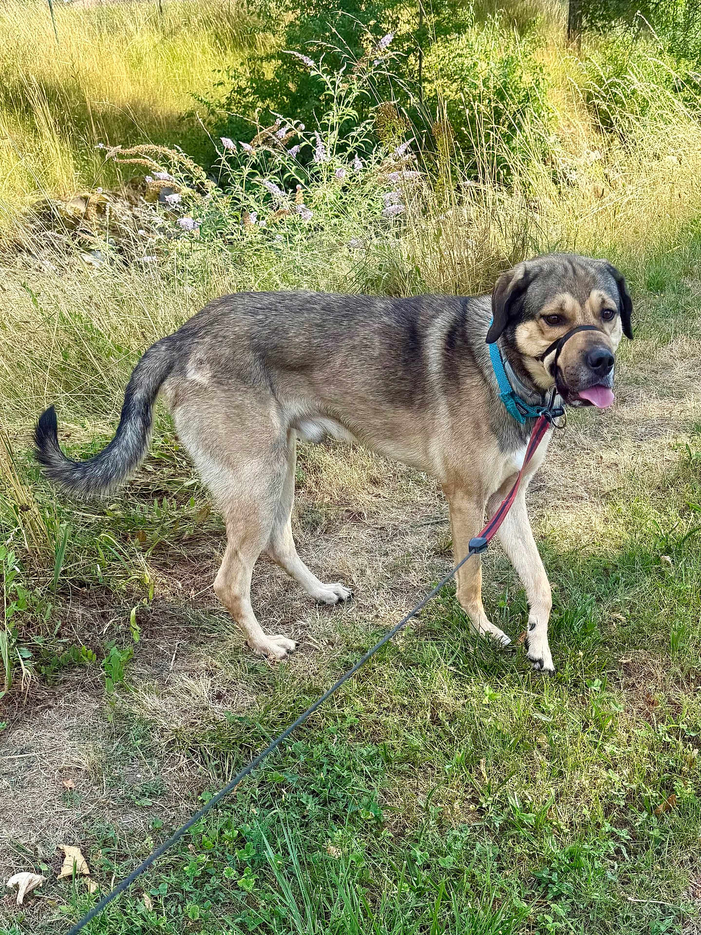Kenaï