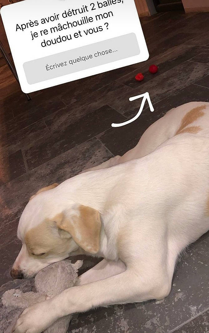 Smoke participe au concours pour gagner de l'argent avec cette photo : canidae, carnivore, comfort, companion_dog, dog, dog_breed, fawn, flooring, font, fur, linens, nap, non_sporting_group, paw, photo_caption, snout, sporting_group, tail, wood, working_animal