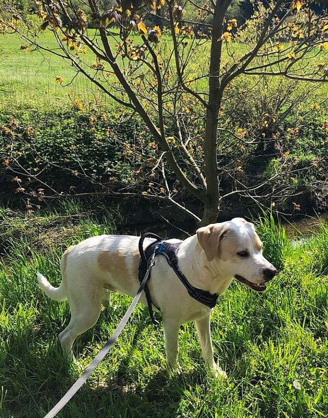 Smoke a rejoint le concours — aidez-le/la à gagner de superbes lots ! adventure, carnivore, collar, companion_dog, dog, dog_breed, dog_collar, fawn, forest, grass, gun_dog, leash, mammal, pet_supply, plant, sporting_group, tail, tree, woodland, working_animal