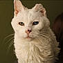 cat, white_cat, heterochromia, blue_eye, amber_eye, close_up, fluffy_fur, portrait, pet, animal, whiskers, calm, regal, indoor, feline, soft_light, muted_background, blurred_background, face, looking