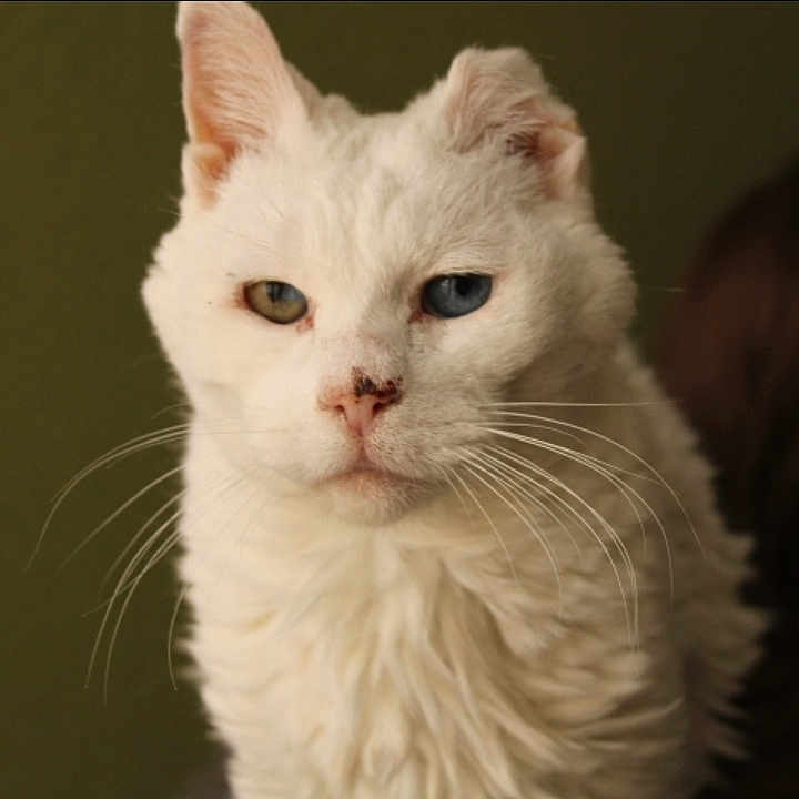 Ziggy joined the competition — help win amazing prizes! amber_eye, animal, blue_eye, blurred_background, calm, cat, close_up, face, feline, fluffy_fur, heterochromia, indoor, looking, muted_background, pet, portrait, regal, soft_light, whiskers, white_cat