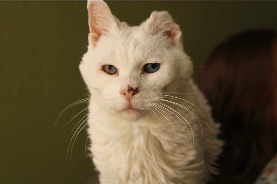 Ziggy joined the competition — help win amazing prizes! cat, white_cat, heterochromia, blue_eye, amber_eye, close_up, fluffy_fur, portrait, pet, animal, whiskers, calm, regal, indoor, feline, soft_light, muted_background, blurred_background, face, looking