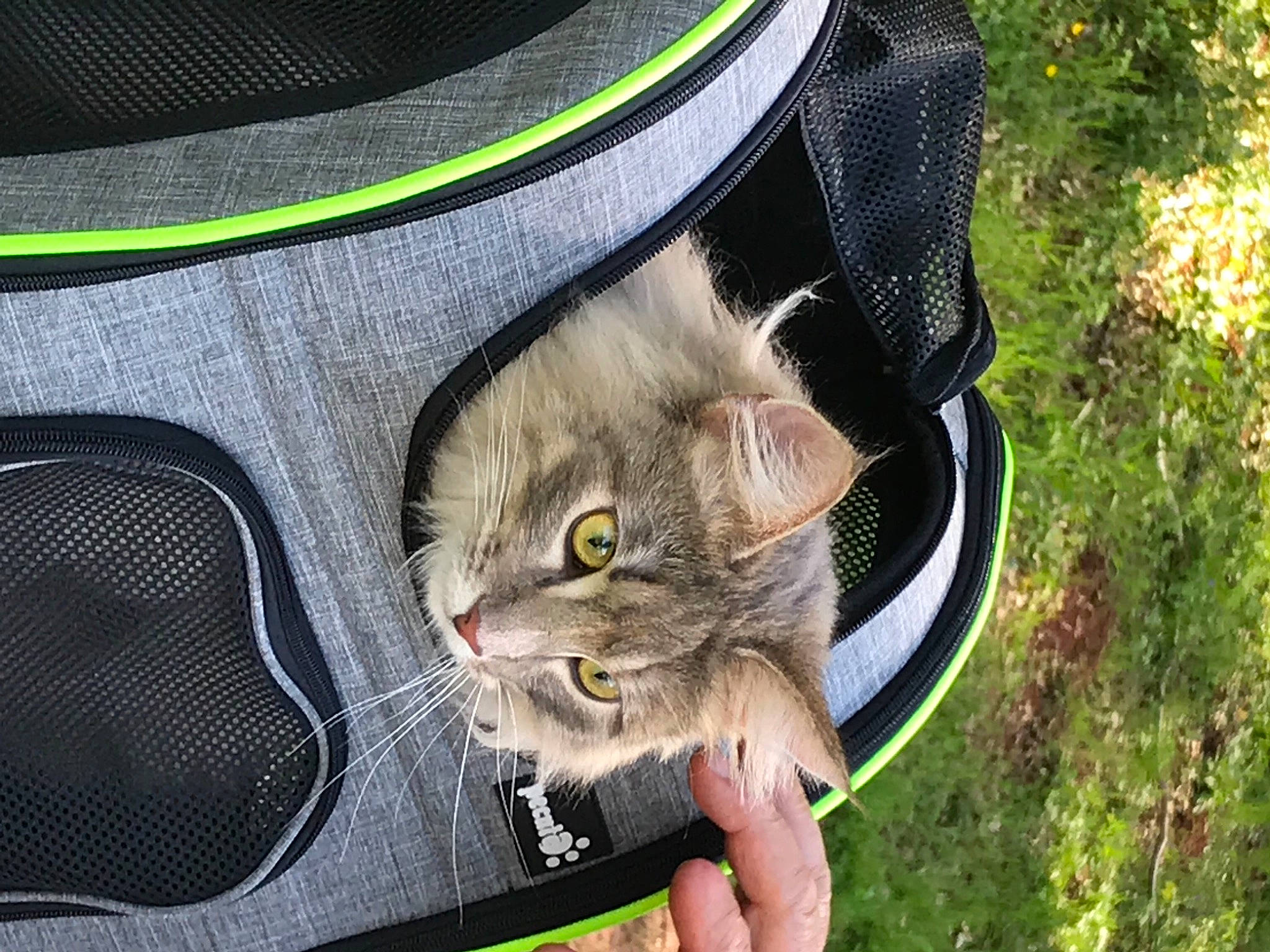 Leyna participe au concours pour gagner de l'argent avec cette photo : bag, carnivore, cat, domestic_short_haired_cat, fashion_accessory, felidae, fur, grass, green, hat, luggage_and_bags, pattern, personal_protective_equipment, plant, sleeve, small_to_medium_sized_cats, sun_hat, sunglasses, tree, whiskers