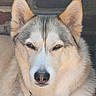 dog, husky, siberian_husky, canine, pet, animal, portrait, close_up, face, muzzle, nose, eyes, ears, fur, fluffy, collar, brick_wall, indoors, serious_expression, photography