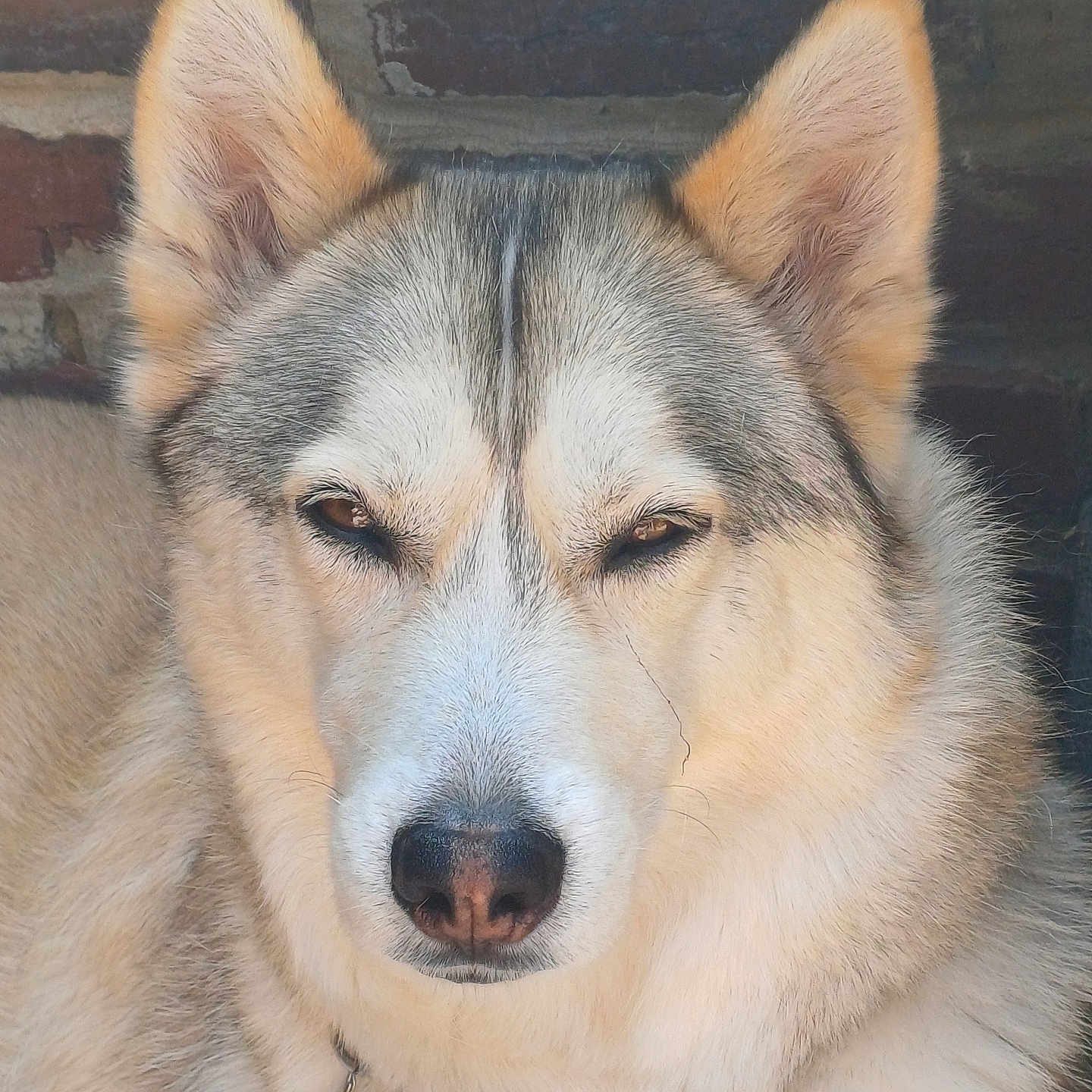 Alpine participe au concours pour gagner de l'argent avec cette photo : dog, husky, siberian_husky, canine, pet, animal, portrait, close_up, face, muzzle, nose, eyes, ears, fur, fluffy, collar, brick_wall, indoors, serious_expression, photography