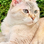 Hermine Vaucelle participe au concours pour gagner de l'argent avec cette photo : animal, blue_eyes, calm, cat, close_up, cream_colored, daylight, ears, feline, fur, greenery, mammal, nature, outdoor, pet, portrait, relaxed, side_view, whiskers, wooden_deck