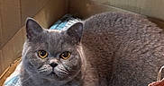 Archie is registered to the contest to win money with this photo: animal, box, cardboard_box, cat, closeup, cozy, curious, cute, domestic_cat, eyes, feline, fur, gray_cat, indoor, mammal, pet, portrait, relaxed, sitting, whiskers