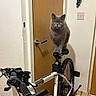 Archie is registered to the contest to win money with this photo: animal, balancing, bicycle, cat, cycling_gear, door, funny, gray_cat, hallway, indoors, keys, light_switch, mountain_bike, pet, portrait, saddle, sitting, wall, wheels, wooden_door
