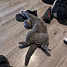 Archie joined the competition — help win amazing prizes! cat, gray_cat, floor, wooden_floor, shoe, black_shoe, clothing, black_clothing, relaxed, pet, indoor, stretching, feline, fluffy, home, casual, messy, playful, animal, domestic