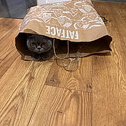 Archie is registered to the contest to win money with this photo: animal, cat, curious, doorway, eyes, face, feline, funny, gray_cat, hardwood_floor, hiding, home, indoor, paper_bag, paws, pet, portrait, shopping_bag, sitting, whiskers