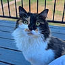 Gucci joined the competition — help win amazing prizes! animal, calico_cat, cat, close_up, curious, daylight, deck, ears, feline, fence, fluffy_fur, grass, green_eyes, house, outdoor, pet, portrait, sitting, whiskers, wooden_deck