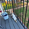 Gucci joined the competition — help win amazing prizes! animal, apartment, balcony, bucket, building, cat, daytime, fence, grass, home, mop, outdoor, pet, railing, relaxing, resting, sunlight, vertical_bars, window, wooden_floor