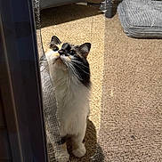 Gucci is registered to the contest to win money with this photo: animal, calico, carpet, cat, closeup, curious, door, doorframe, feline, fluffy, indoor, looking_up, pet, playful, screen, shadow, sunlight, torn_screen, whiskers, window
