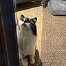 animal, calico, carpet, cat, closeup, curious, door, doorframe, feline, fluffy, indoor, looking_up, pet, playful, screen, shadow, sunlight, torn_screen, whiskers, window