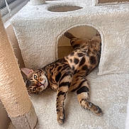 Zazou a rejoint le concours — aidez-le/la à gagner de superbes lots ! cat, bengal_cat, pet, animal, feline, spotted_fur, striped_fur, green_eyes, lying_down, relaxed, playful, cute, cat_tree, scratching_post, indoor, home, window, sunlight, cozy, portrait