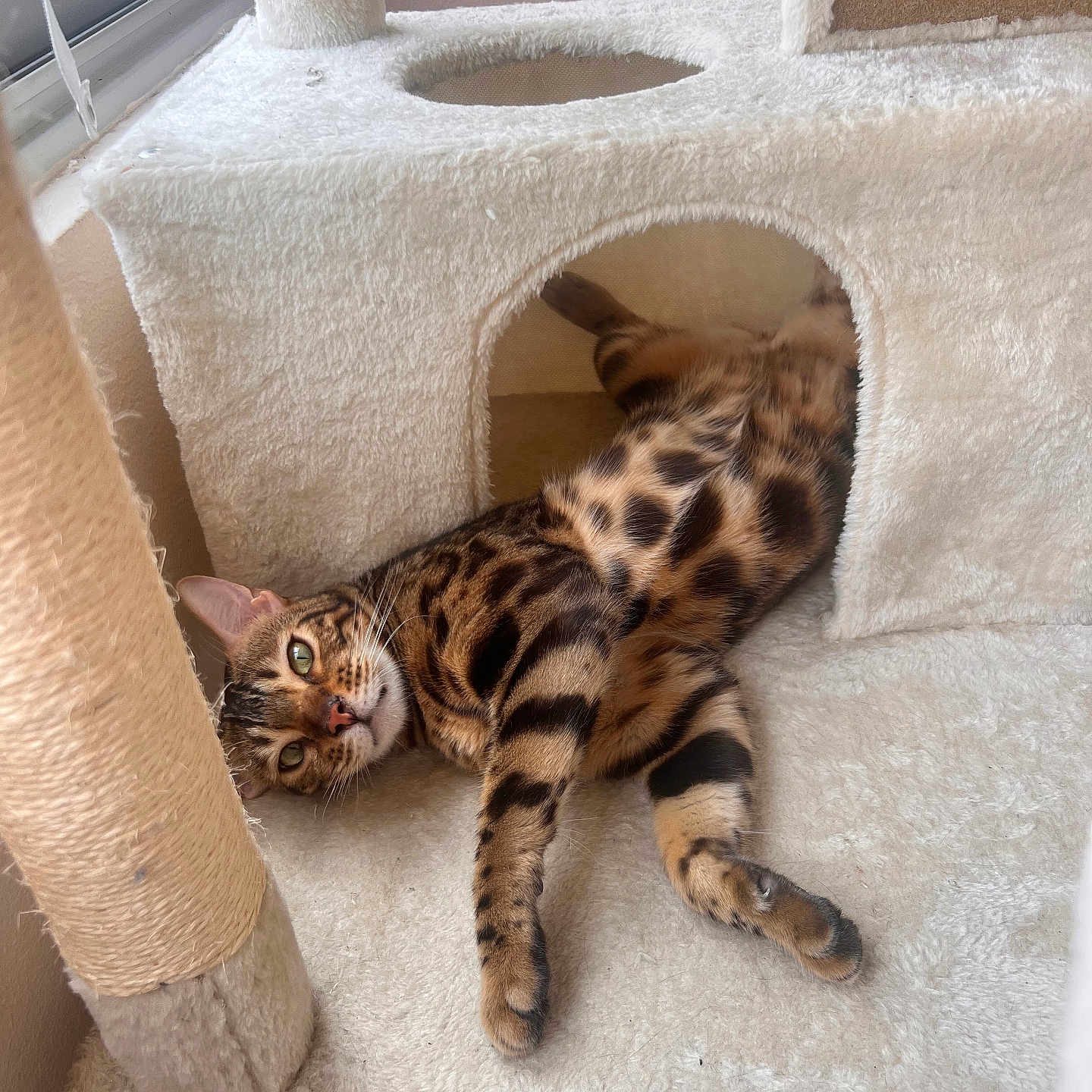 Zazou a rejoint le concours — aidez-le/la à gagner de superbes lots ! cat, bengal_cat, pet, animal, feline, spotted_fur, striped_fur, green_eyes, lying_down, relaxed, playful, cute, cat_tree, scratching_post, indoor, home, window, sunlight, cozy, portrait