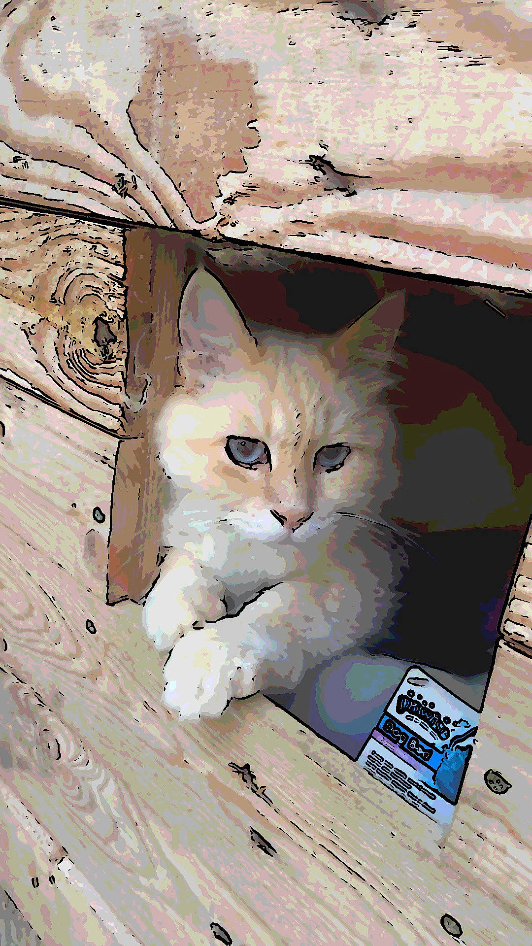 Roro participe au concours pour gagner de l'argent avec cette photo : box, cardboard, carnivore, cat, domestic_short_haired_cat, fawn, felidae, fur, hardwood, paw, pet_supply, photo_caption, publication, shelf, small_to_medium_sized_cats, snout, tail, whiskers, window, wood