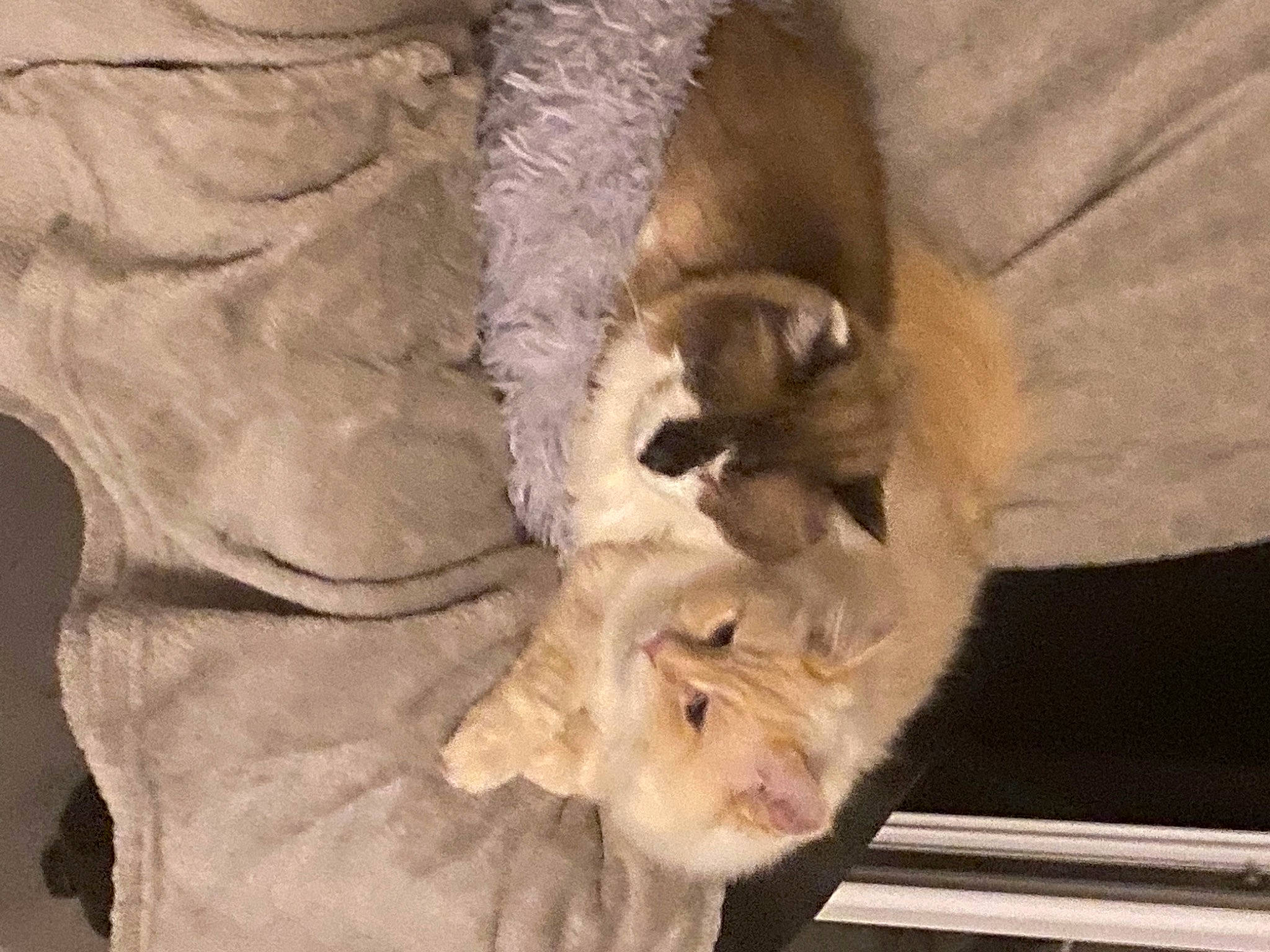 Roro participe au concours pour gagner de l'argent avec cette photo : big_cats, canidae, carnivore, cat, claw, comfort, companion_dog, dog_breed, fawn, felidae, fur, paw, small_to_medium_sized_cats, snout, sporting_group, tail, terrestrial_animal, whiskers, wildlife, wood