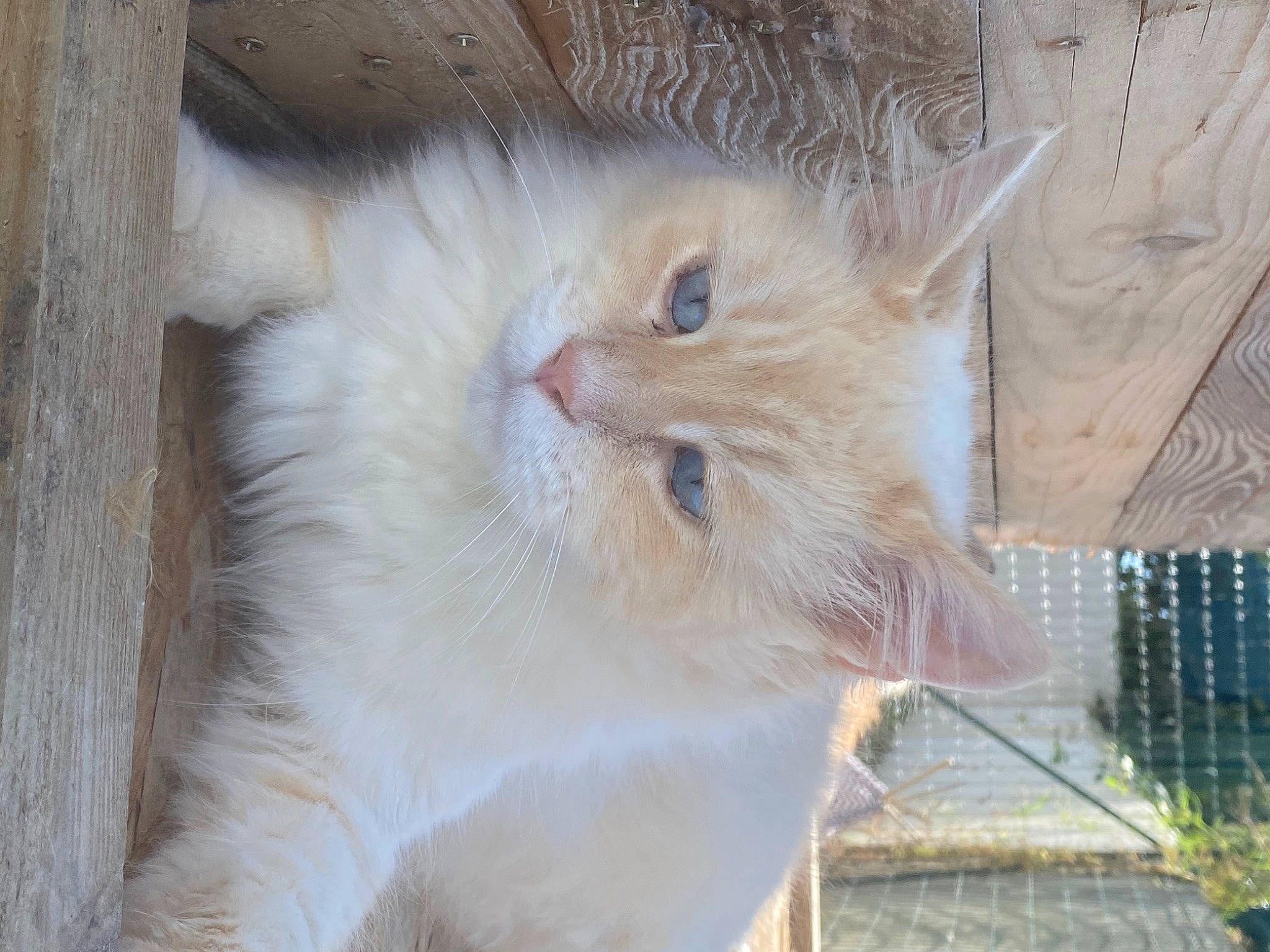 Roro a rejoint le concours — aidez-le/la à gagner de superbes lots ! carnivore, cat, domestic_short_haired_cat, fawn, felidae, fur, hardwood, plant, small_to_medium_sized_cats, tail, terrestrial_animal, tree, whiskers, wood