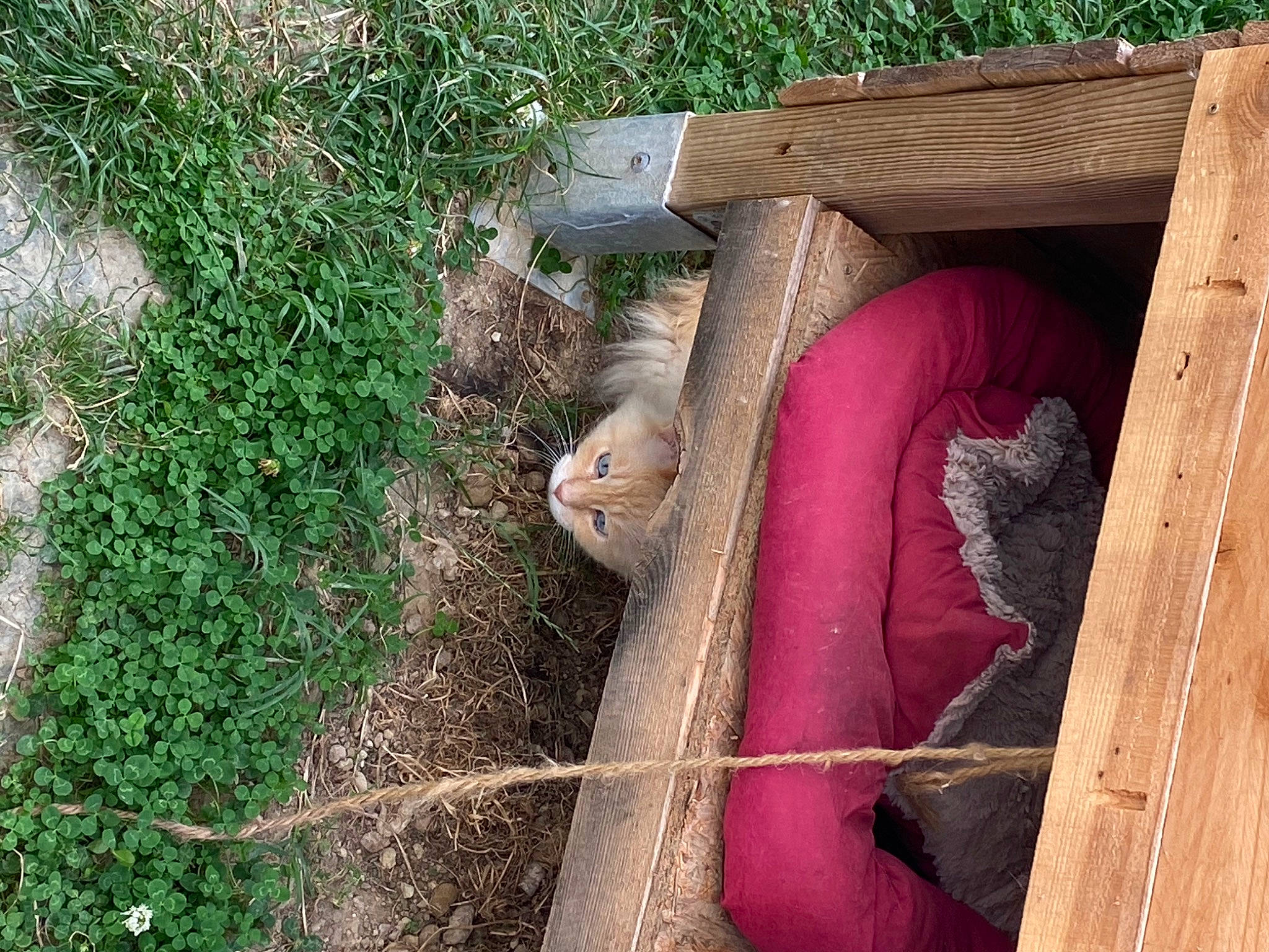 Roro a rejoint le concours — aidez-le/la à gagner de superbes lots ! agriculture, animal_feed, building, grass, grass_family, groundcover, hardwood, human_leg, livestock, magenta, mammal, natural_material, plant, soil, vertebrate, wood, wood_stain