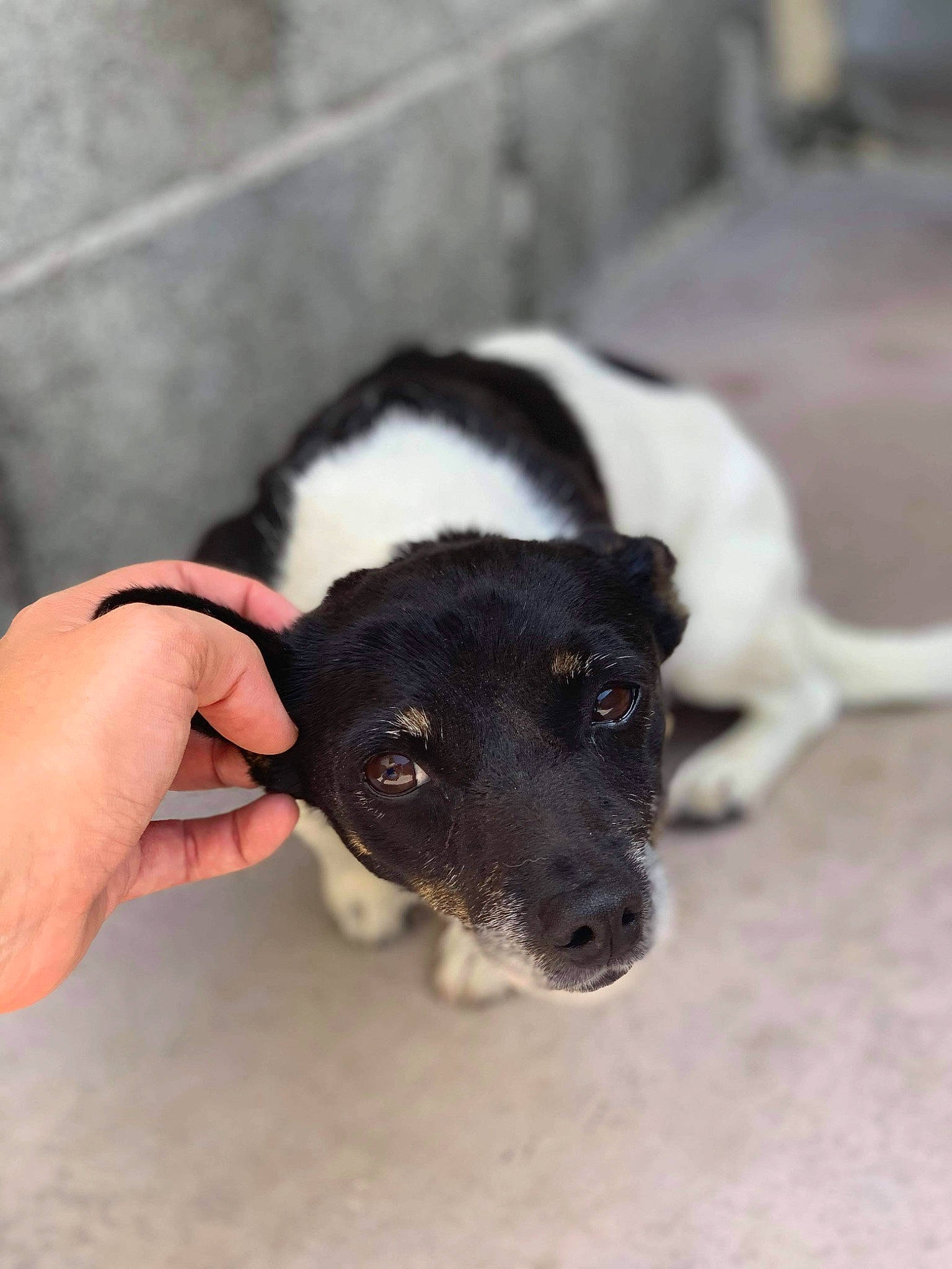 Snoopy a rejoint le concours — aidez-le/la à gagner de superbes lots ! canidae, carnivore, companion_dog, dog, dog_breed, fur, head, jaw, non_sporting_group, paw, pet_supply, puppy, snout, sporting_group, street_dog, tail, terrestrial_animal, waste_container, working_animal