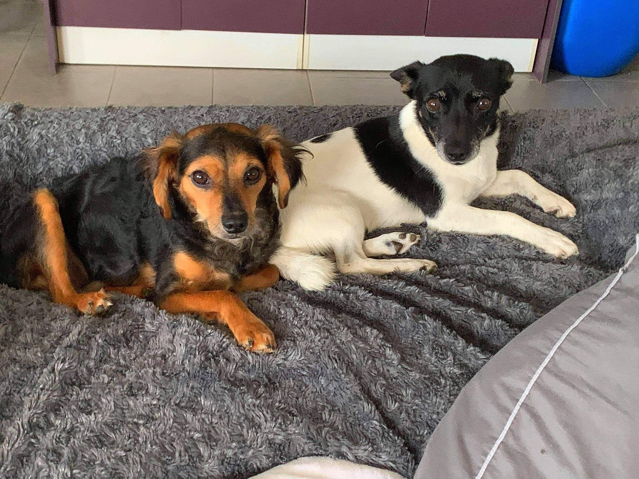 Snoopy a rejoint le concours — aidez-le/la à gagner de superbes lots ! carnivore, comfort, companion_dog, dog, dog_breed, flooring, fur, guard_dog, paw, snout, sporting_group, street_dog, whiskers, working_animal, working_dog