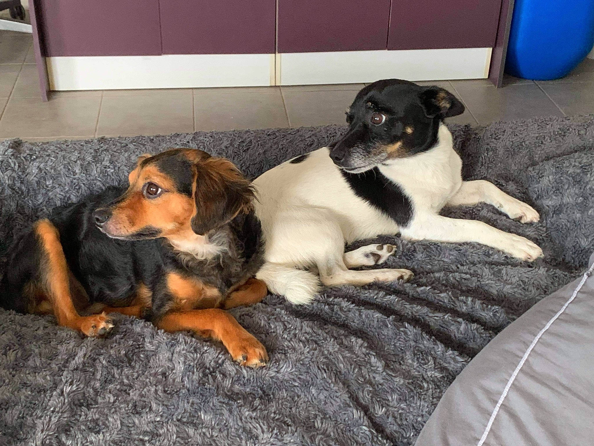 Snoopy participe au concours pour gagner de l'argent avec cette photo : bored, canidae, carnivore, comfort, companion_dog, dog, dog_breed, dog_supply, fawn, hound, hunting_dog, paw, puppy, scent_hound, snout, sporting_group, toy_dog, working_animal, working_dog