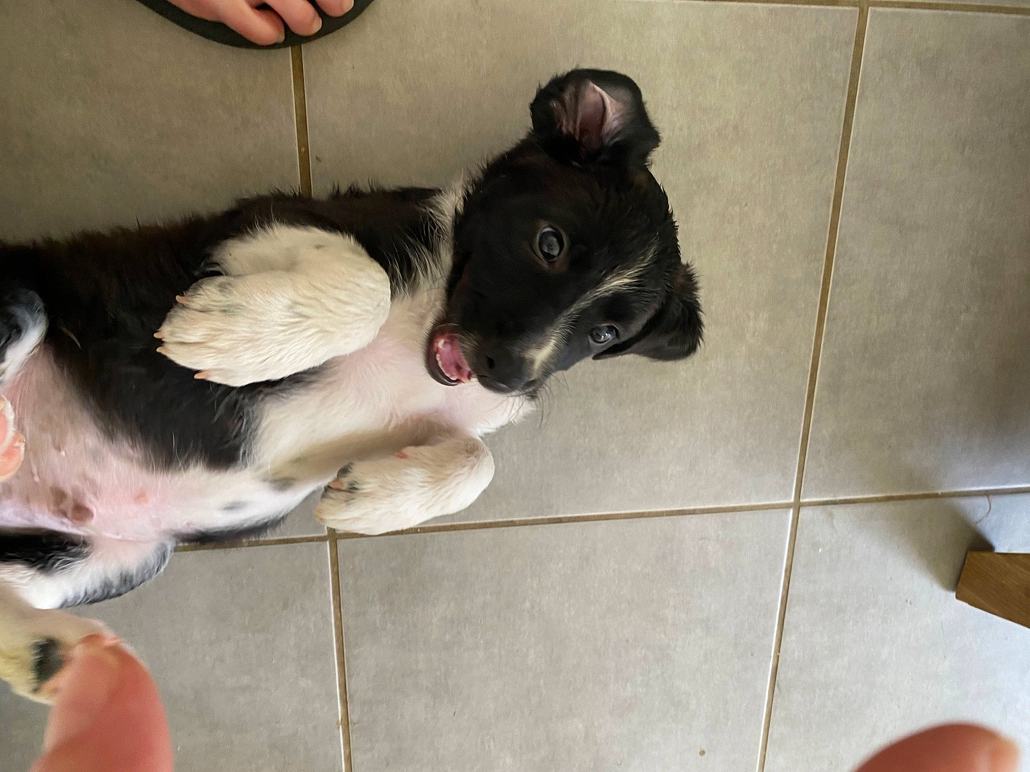 Tokyo participe au concours pour gagner de l'argent avec cette photo : canidae, carnivore, collar, comfort, companion_dog, dog, dog_breed, ear, fawn, flooring, foot, fur, gesture, human_leg, paw, snout, sporting_group, tail, whiskers, working_animal