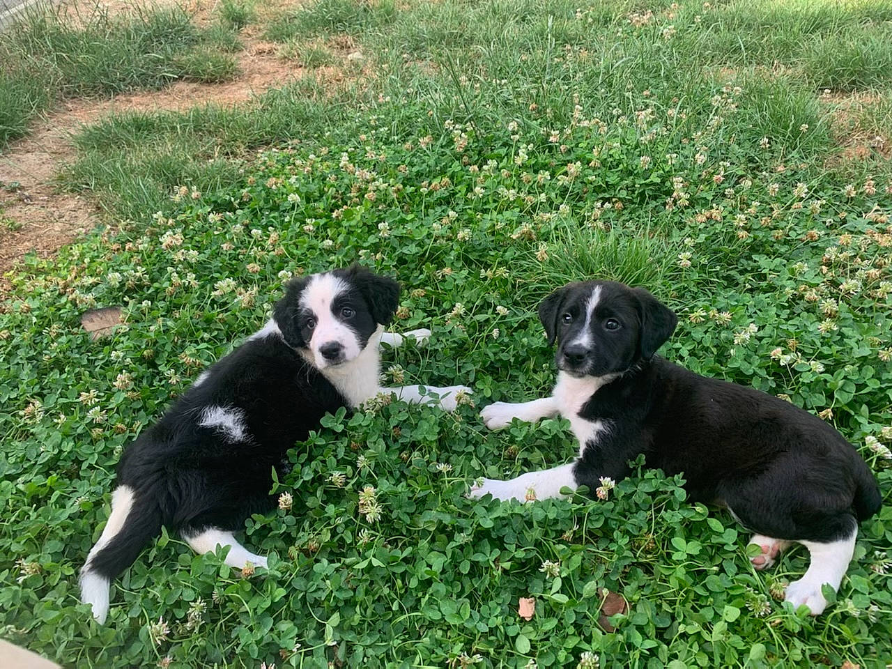 Tokyo a rejoint le concours — aidez-le/la à gagner de superbes lots ! annual_plant, botany, canidae, carnivore, companion_dog, dog, dog_breed, flower, grass, grass_family, grassland, green, groundcover, pasture, plant, snout, sporting_group, terrestrial_animal, working_animal, working_dog