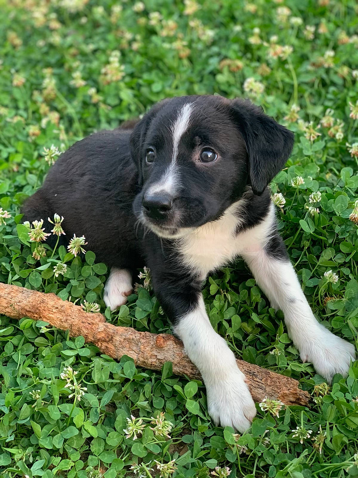 Tokyo participe au concours pour gagner de l'argent avec cette photo : borador, canidae, carnivore, companion_dog, dog, dog_breed, fur, grass, groundcover, gun_dog, herb, hunting_dog, plant, snout, soil, sporting_group, terrestrial_animal, whiskers, working_animal