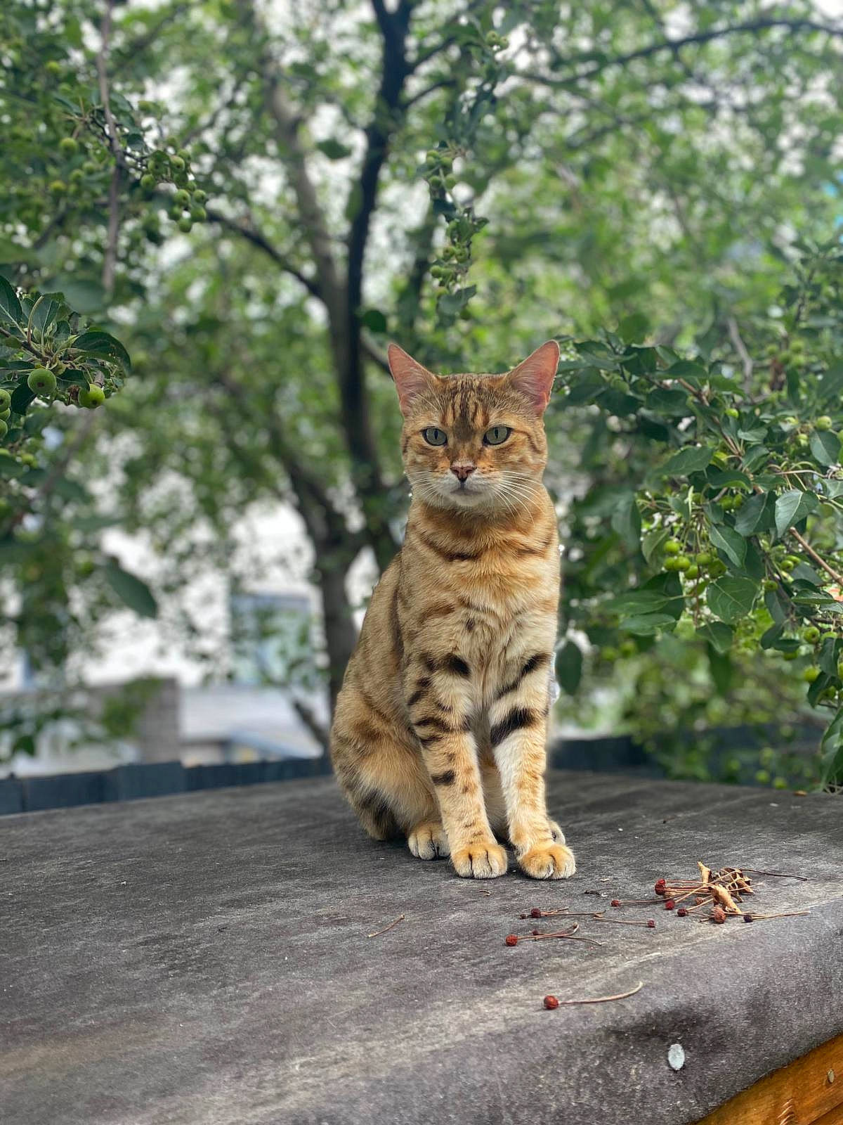 Aslan is registered to the contest to win money with this photo: asphalt, carnivore, cat, domestic_short_haired_cat, fawn, felidae, fur, grass, paw, plant, road, road_surface, sitting, small_to_medium_sized_cats, snout, tail, terrestrial_animal, tree, whiskers, wood
