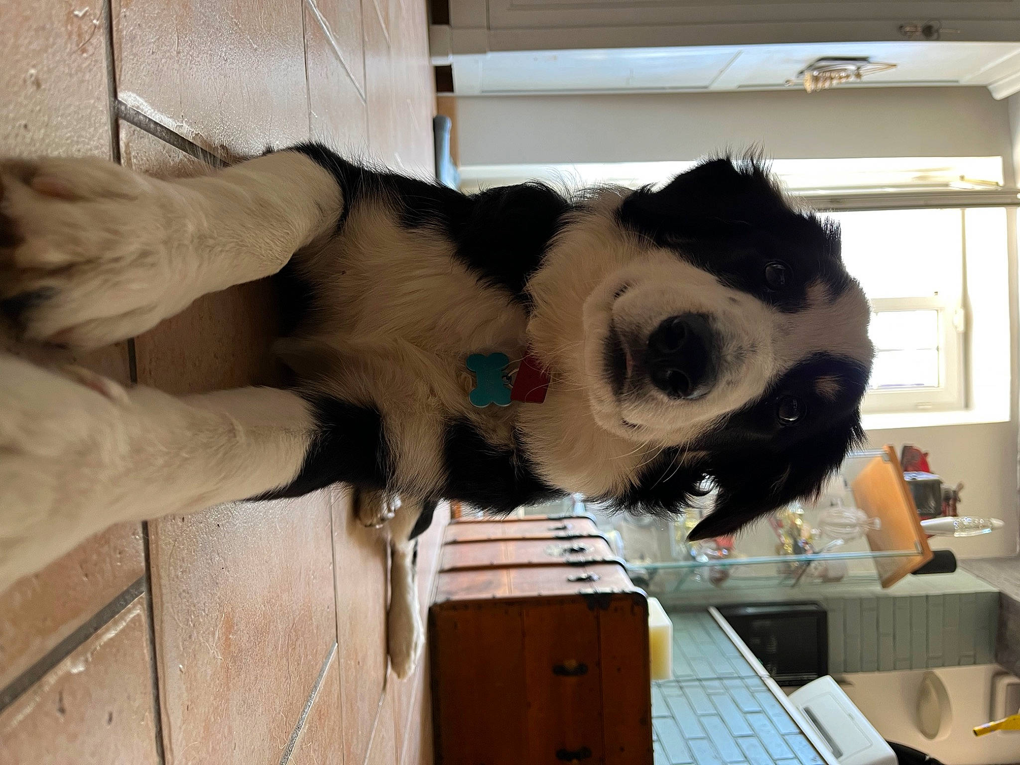 Saxo a rejoint le concours — aidez-le/la à gagner de superbes lots ! canidae, carnivore, collar, companion_dog, computer_keyboard, desk, dog_breed, eyewear, fawn, felidae, fur, hardwood, small_to_medium_sized_cats, sporting_group, table, tail, whiskers, window, wood, working_animal