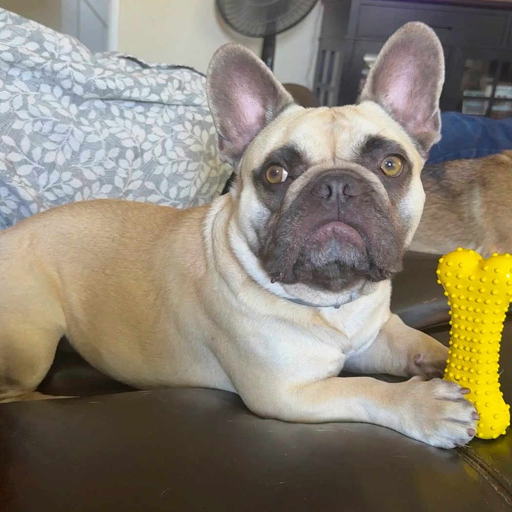 Deebo Palomares joined the competition — help win amazing prizes! animal, blanket, bone_toy, brown_dog, closeup, companion, curious_expression, dog, ears, face, fan, french_bulldog, furniture, home, indoor, leather_surface, paw, pet, resting, yellow_toy
