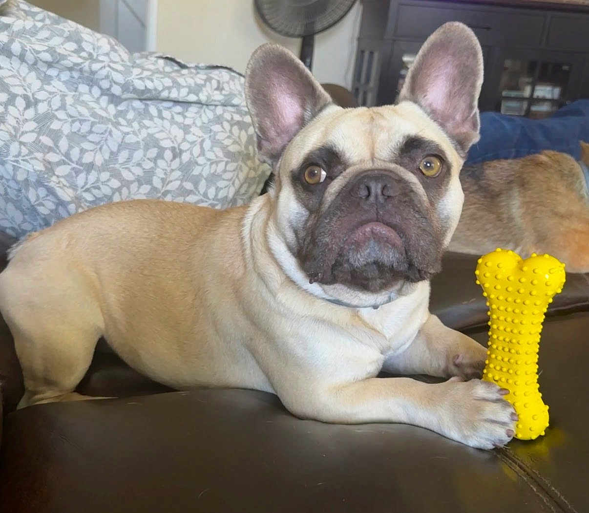 Deebo Palomares joined the competition — help win amazing prizes! french_bulldog, dog, yellow_toy, bone_toy, pet, indoor, leather_surface, blanket, fan, brown_dog, curious_expression, paw, ears, face, animal, companion, resting, home, furniture, closeup