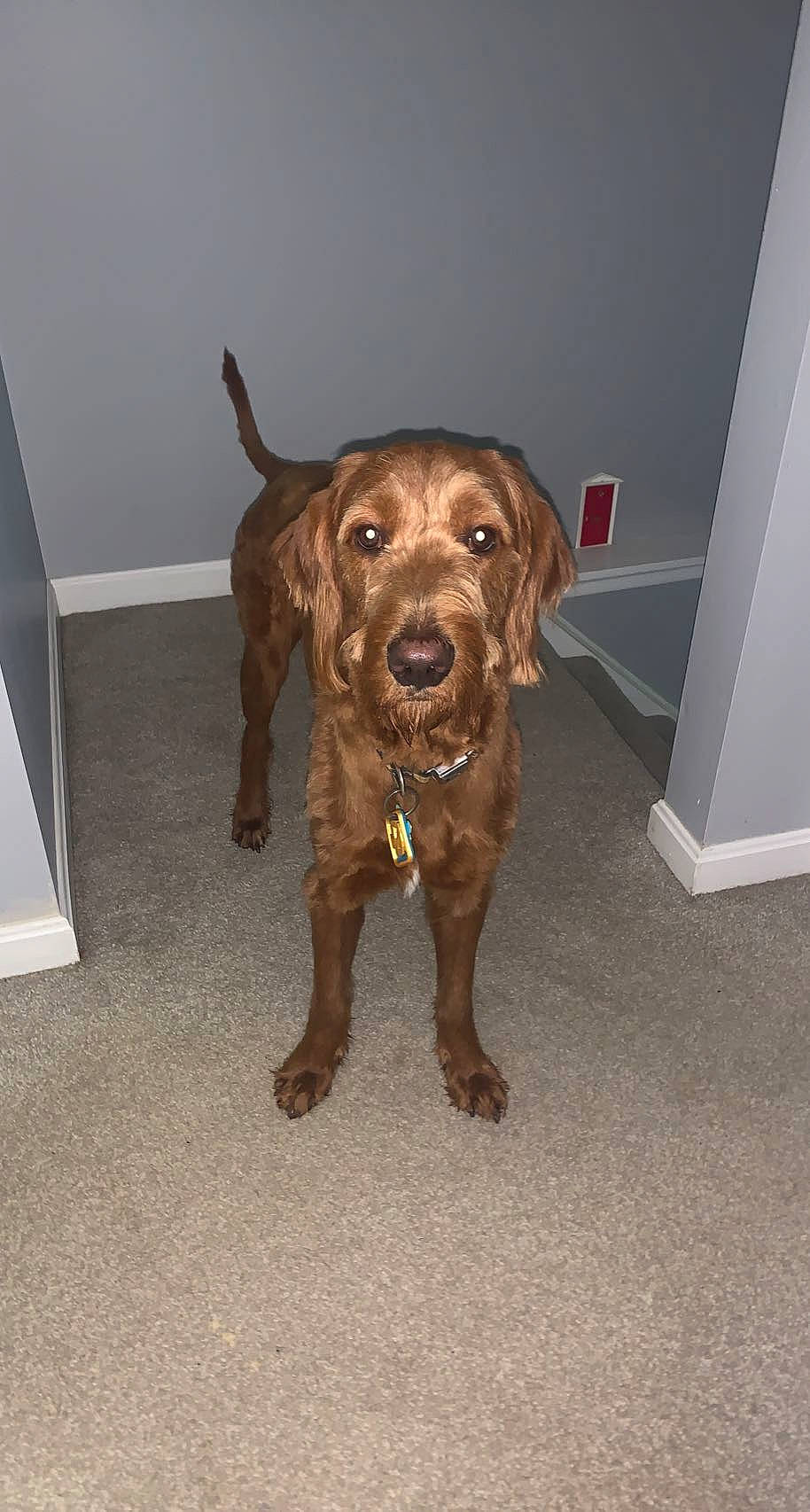 Scooby Doo is registered to the contest to win money with this photo: canidae, carnivore, collar, companion_dog, dog, dog_breed, dog_collar, fawn, floor, flooring, fur, guard_dog, liver, retriever, snout, sporting_group, tail, whiskers, wood, working_animal