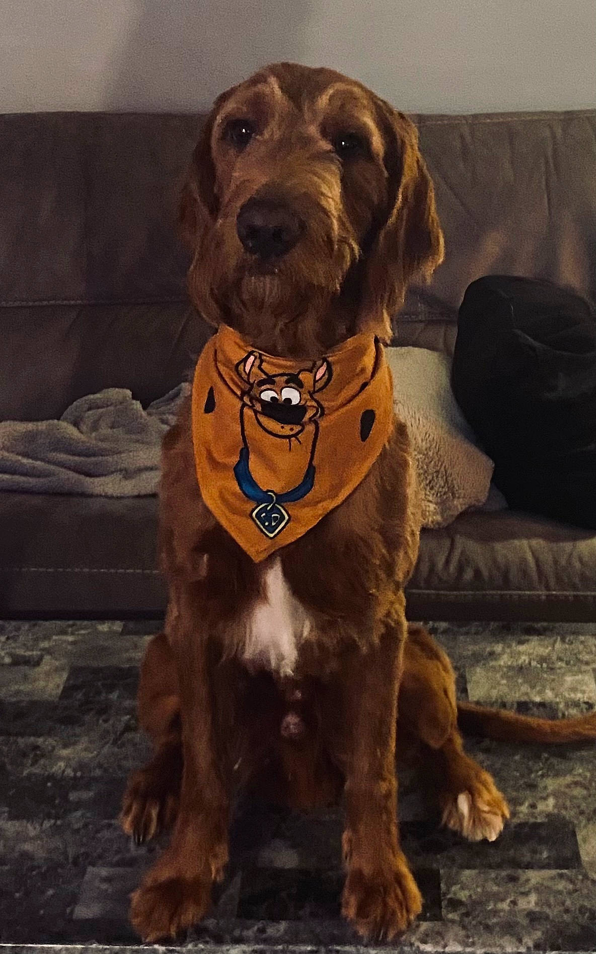 Scooby Doo joined the competition — help win amazing prizes! canidae, carnivore, collar, companion_dog, dog, dog_breed, dog_collar, fawn, fur, gun_dog, hat, hunting_dog, liver, luggage_and_bags, personal_protective_equipment, pet_supply, snout, sporting_group, working_animal, working_dog