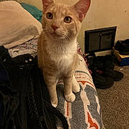 Cj is registered to the contest to win money with this photo: animal, bed, blanket, carpet, cat, clothing, curious, cute, domestic, floor, furniture, indoor, orange_cat, pet, shoes, sitting, vent, wall, white_cat, young_cat