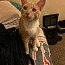 animal, bed, blanket, carpet, cat, clothing, curious, cute, domestic, floor, furniture, indoor, orange_cat, pet, shoes, sitting, vent, wall, white_cat, young_cat