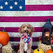 Dexter joined the competition — help win amazing prizes! dog, pumpkin, american_flag, bandana, hay_bale, lantern, autumn, festive, wood_floor, decor, patriotic, smiling, tongue_out, brown_dog, white_pumpkin, orange_pumpkin, yellow_pumpkin, fall, outdoor, celebration