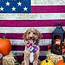dog, pumpkin, american_flag, bandana, hay_bale, lantern, autumn, festive, wood_floor, decor, patriotic, smiling, tongue_out, brown_dog, white_pumpkin, orange_pumpkin, yellow_pumpkin, fall, outdoor, celebration