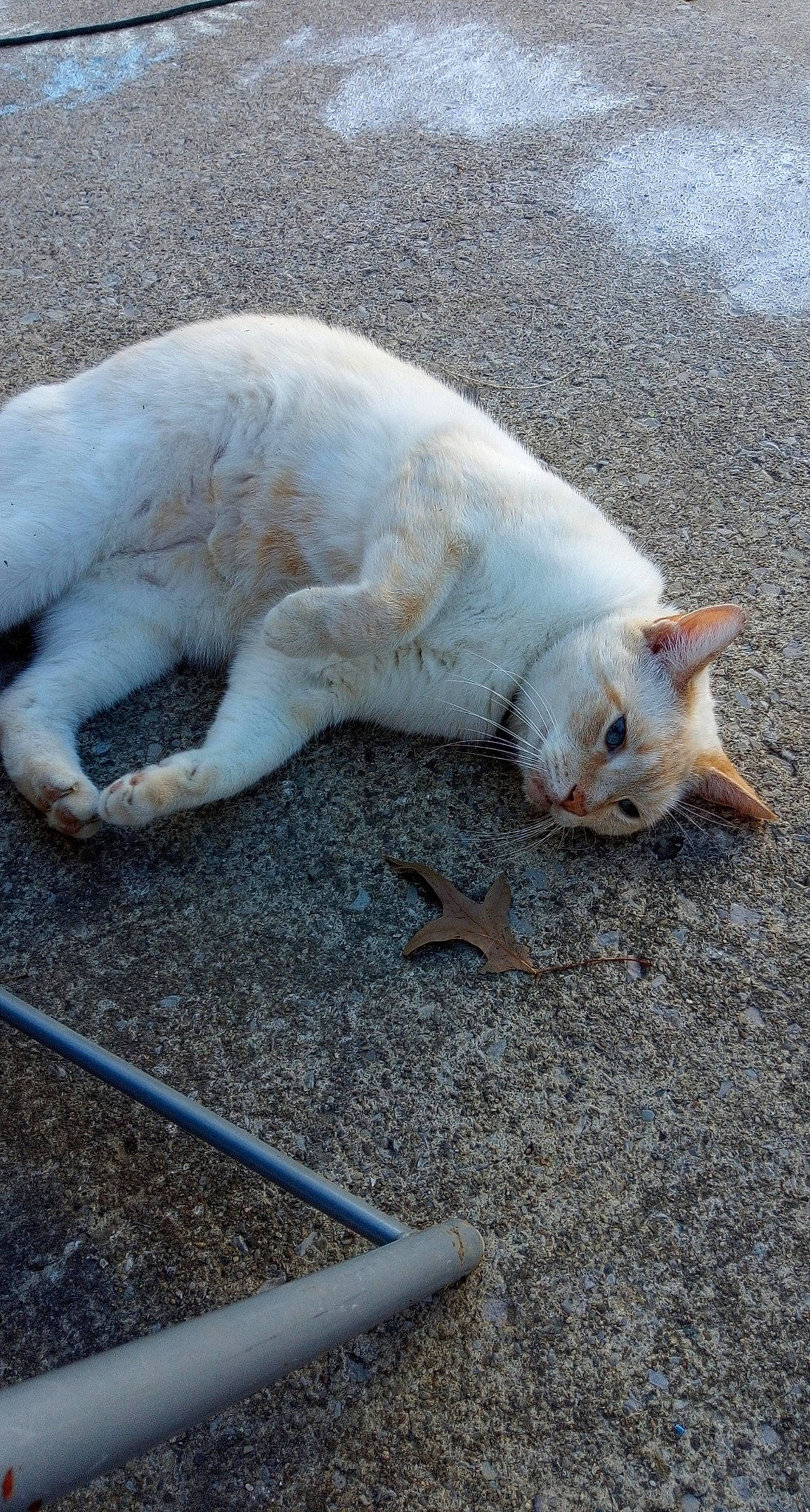 Snowball is registered to the contest to win money with this photo: aegean_cat, burmilla, carnivore, cat, claw, colorpoint_shorthair, domestic_short_haired_cat, fawn, felidae, khao_manee, nap, paw, sand, small_to_medium_sized_cats, tail, turkish_angora, turkish_van, whiskers