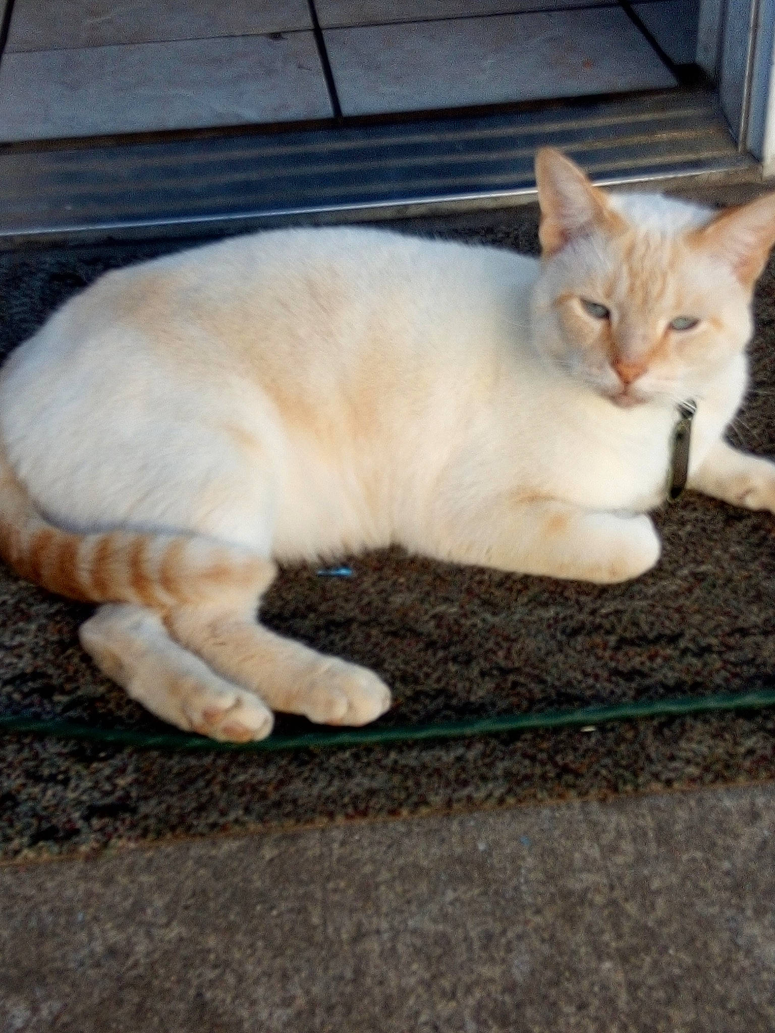 Snowball is registered to the contest to win money with this photo: aegean_cat, asian, burmilla, carnivore, cat, claw, domestic_short_haired_cat, european_shorthair, fawn, felidae, fur, kitten, mammal, paw, polydactyl_cat, small_to_medium_sized_cats, tabby_cat, tail, whiskers