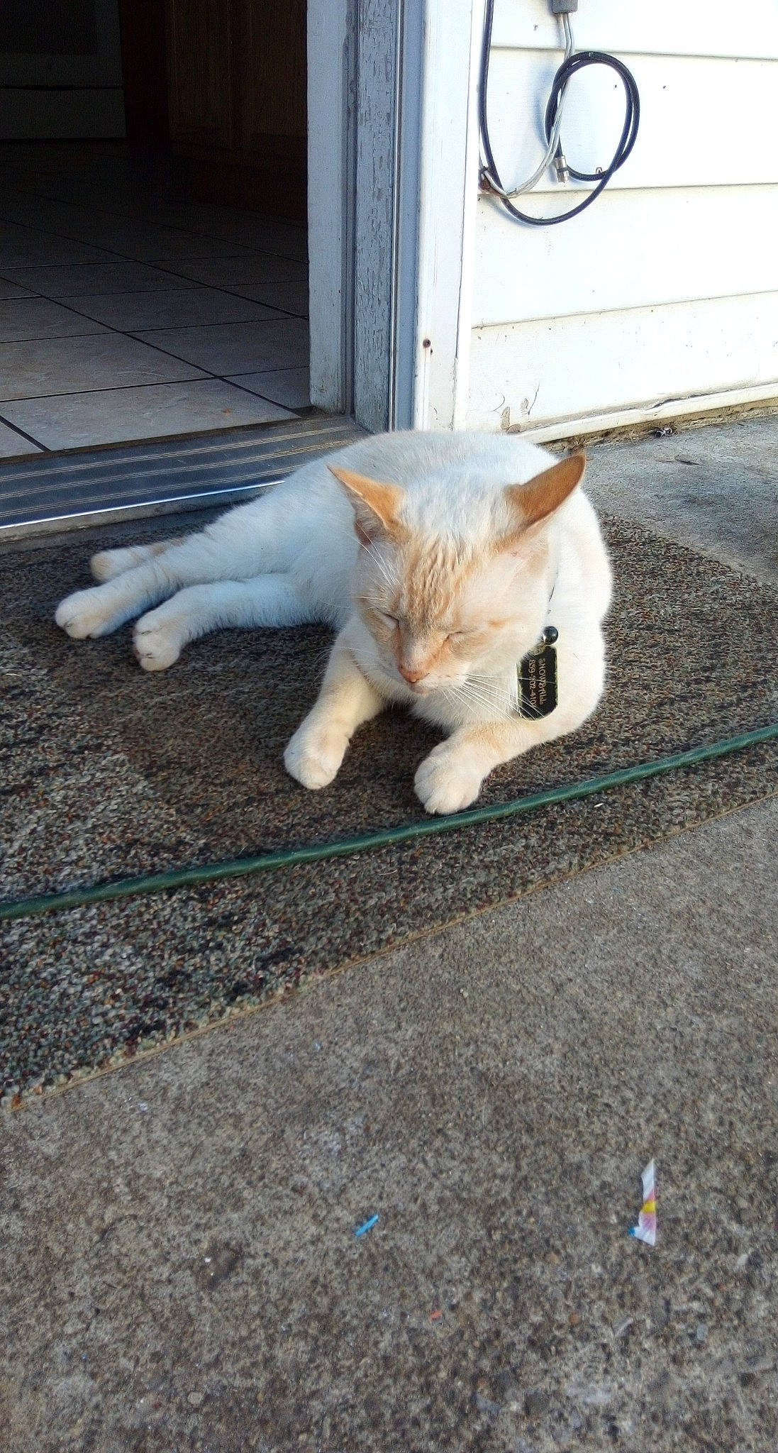 Snowball is registered to the contest to win money with this photo: aegean_cat, asphalt, carnivore, cat, domestic_short_haired_cat, ear, european_shorthair, fawn, felidae, fur, kitten, nose, paw, polydactyl_cat, sand, small_to_medium_sized_cats, tail, turkish_angora, whiskers