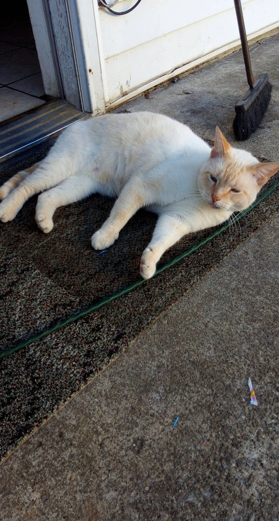 Snowball is registered to the contest to win money with this photo: aegean_cat, burmilla, carnivore, cat, colorpoint_shorthair, domestic_short_haired_cat, european_shorthair, fawn, felidae, floor, flooring, fur, kitten, polydactyl_cat, sand, singapura, small_to_medium_sized_cats, snout, tail, whiskers