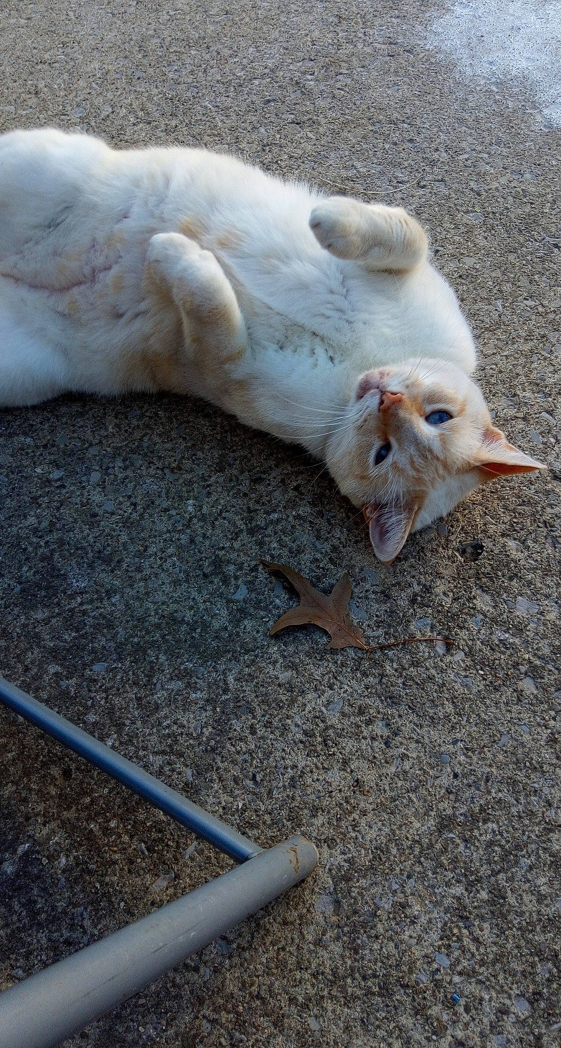 Snowball joined the competition — help win amazing prizes! cat, fawn, felidae, fur, tail