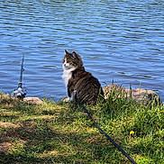 Chipie a rejoint le concours — aidez-le/la à gagner de superbes lots ! cat, leash, grass, lake, water, fishing_rod, rocks, outdoor, nature, sunlight, animal, pet, calm, sitting, daytime, reflection, greenery, fur, mammal, peaceful